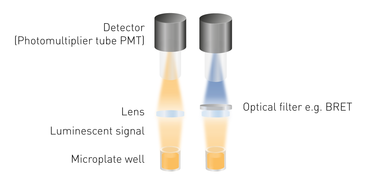 What is Luminescence - Meaning & Examples | BMG LABTECH